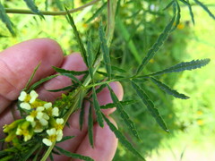 Tagetes minuta