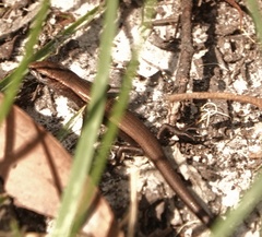 Lampropholis guichenoti
