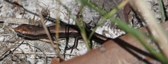 Lampropholis guichenoti