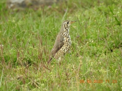 Turdus simensis