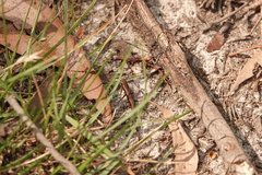 Lampropholis guichenoti