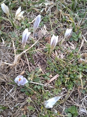 Crocus reticulatus