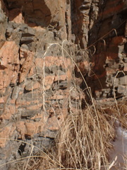 Elymus sibiricus