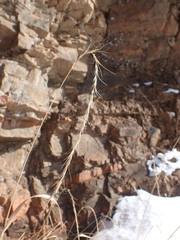 Elymus sibiricus