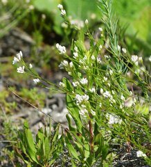 Asperula tephrocarpa