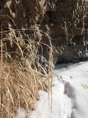 Elymus sibiricus