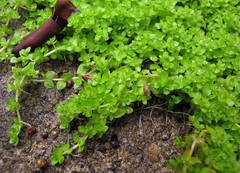 Micranthemum glomeratum