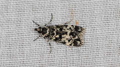 Scoparia exhibitalis