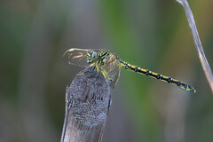 Ceratogomphus pictus
