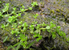 Micranthemum glomeratum