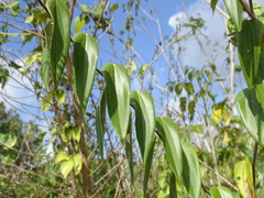 Bauhinia jenningsii