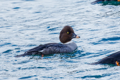 Bucephala