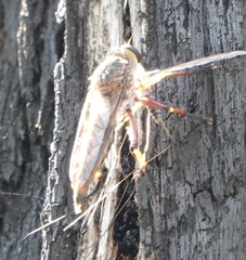 Colepia rufiventris
