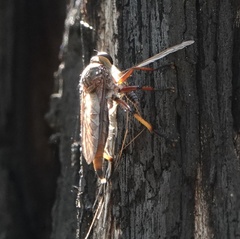 Colepia rufiventris