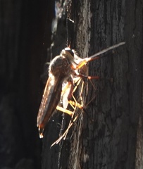 Colepia rufiventris