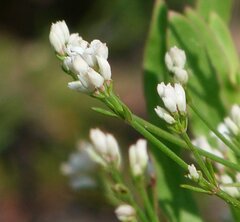 Asperula tephrocarpa