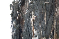 Colepia rufiventris