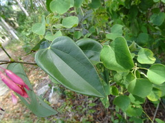 Bauhinia jenningsii