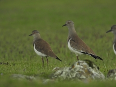 Vanellus melanopterus