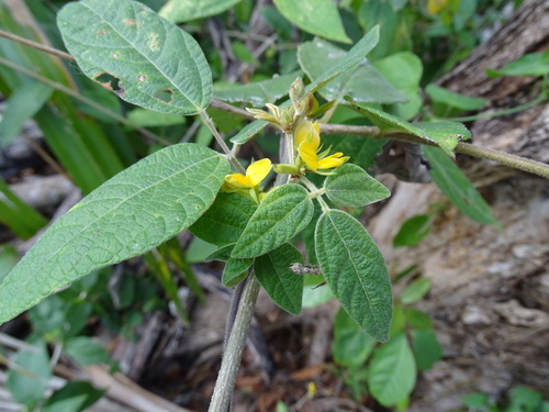 Image of Rhynchosia reticulata by (c) Alexis López Hernández, some rights reserved (CC BY)