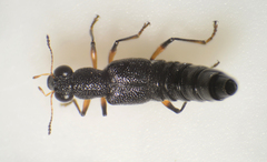 Stenus cicindeloides