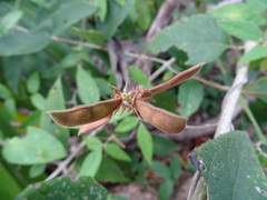 Rhynchosia reticulata