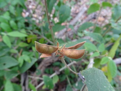Rhynchosia reticulata