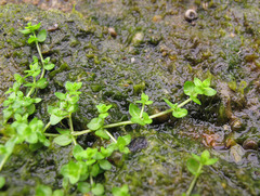 Micranthemum glomeratum
