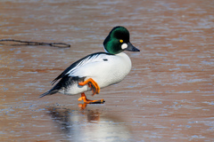Bucephala clangula americana