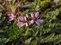 Erodium cicutarium