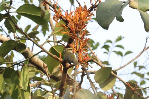 Green Hylia (Hylia prasina), photo 7