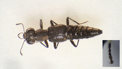 Stenus nigritulus