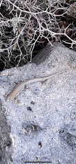 Gallotia atlantica