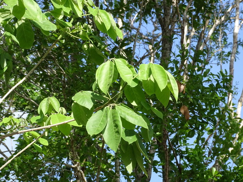 Image of Vitex gaumeri by (c) Alexis López Hernández, some rights reserved (CC BY)