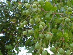 Melicoccus oliviformis