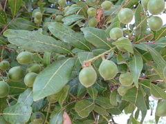 Melicoccus oliviformis