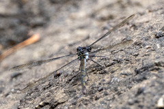 Diphlebia euphoeoides