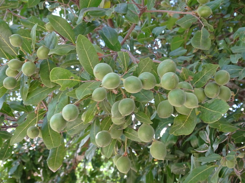 Image of Melicoccus oliviformis by (c) Alexis López Hernández, some rights reserved (CC BY)