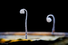 Incrustocalyptella orientalis