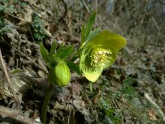 Helleborus odorus