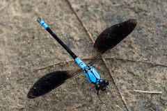 Diphlebia euphoeoides