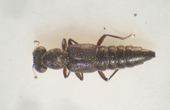 Stenus fulvicornis