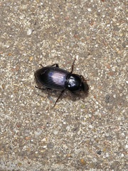 Aztecarpalus schaefferi