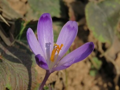 Crocus heuffelianus