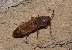 Agriotes