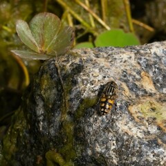 Eristalinus punctulatus