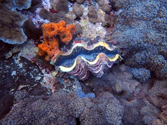 Tridacna maxima