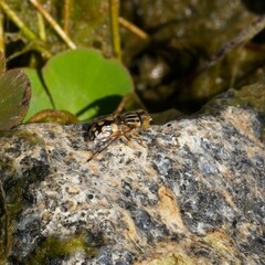 Eristalinus punctulatus