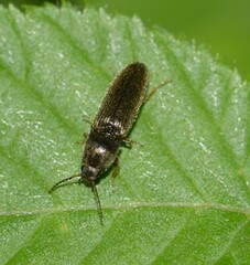Agriotes