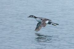Podiceps auritus cornutus